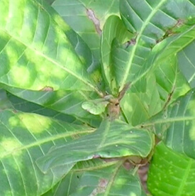 tree5